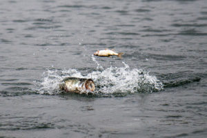 bass eating shiner