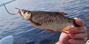 Florida bass wild golden shiner