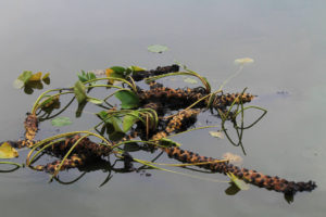 Spatterdock Lily Pads