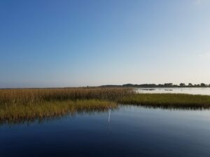 Maidencane grass and reeds