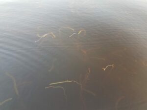 Hydrilla