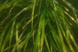 Eel grass